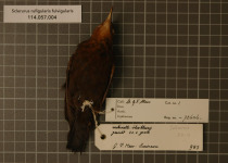 Rufous-breasted Antthrush