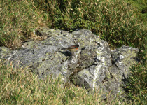 Rufous-breasted Bush Robin