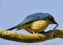 Rufous-breasted Bush Robin