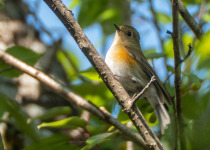 Rufous-breasted Bush Robin