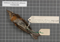Rufous-breasted Chat-Tyrant