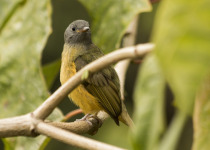Rufous-breasted Flycatcher