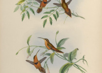 Rufous-breasted Hermit