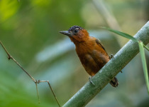Rufous-breasted Piculet