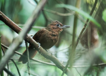 Rufous-breasted Spinetail