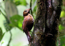 Rufous-breasted Treehunter