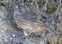 Rufous-breasted Warbling Finch