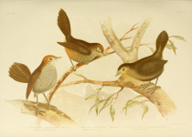 Rufous Bristlebird