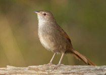 Rufous Bristlebird