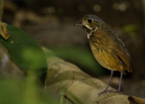 Rufous-browed Antpitta