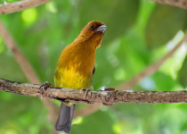 Rufous-browed Brush Finch