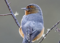 Rufous-browed Conebill