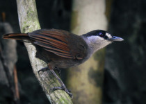 Rufous-browed Flycatcher