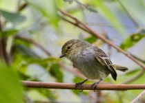 Rufous-browed Peppershrike