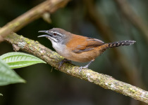 Rufous-browed Peppershrike