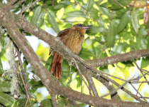 Rufous-brown Treehunter