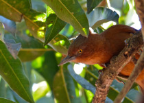 Rufous Cacholote