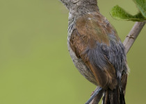 Rufous-capped Antshrike