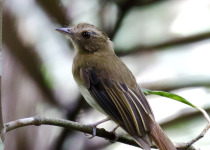 Rufous-capped Antshrike
