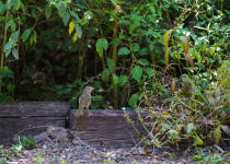 Rufous-capped Brushfinch