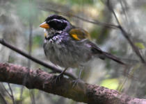 Rufous-capped Brushfinch