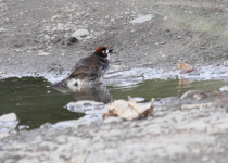 Rufous-capped Brushfinch