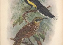 Rufous-capped Brushfinch