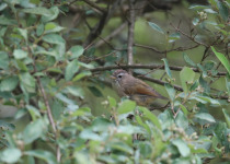 Rufous-capped Fulvetta