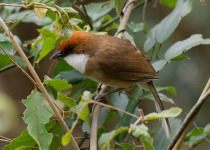 Rufous-capped Laughingthrush