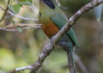 Rufous-capped Motmot