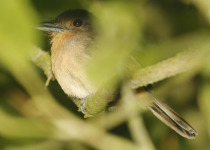 Rufous-capped Nunlet