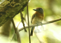 Rufous-capped Nunlet