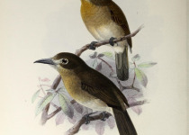 Rufous-capped Nunlet