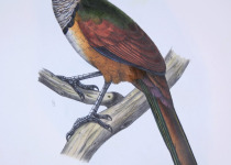 Rufous-capped Puffbird
