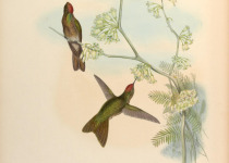 Rufous-capped Thornbill