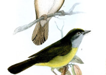 Rufous-capped Warbler