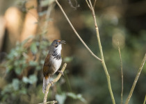 Rufous-cheeked Laughingthrush