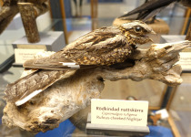 Rufous-cheeked Nightjar