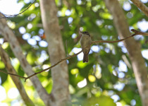 Rufous-chested Flycatcher