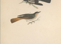 Rufous-chested Flycatcher