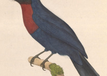 Rufous-chested Flycatcher