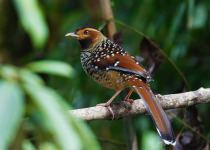 Rufous-chested flycatcher
