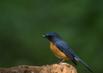 Rufous-chested Flycatcher