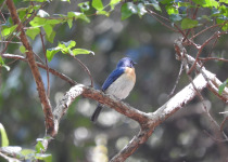 Rufous-chested flycatcher