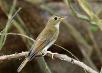 Rufous-chested Flycatcher
