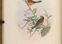 Rufous-chested Tanager