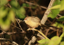 Rufous-chested Tanager