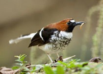 Rufous-chested Waterhen