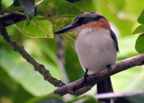 Rufous-collared Kingfisher