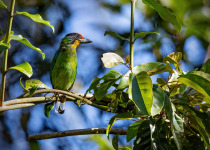 Rufous-collared Kingfisher